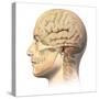 Anatomy of Human Head with Skull and Brain Superimposed-null-Stretched Canvas