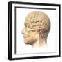 Anatomy of Human Head with Skull and Brain Superimposed-null-Framed Art Print