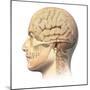 Anatomy of Human Head with Skull and Brain Superimposed-null-Mounted Art Print