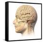 Anatomy of Human Head with Skull and Brain Superimposed-null-Framed Stretched Canvas