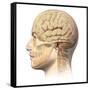 Anatomy of Human Head with Skull and Brain Superimposed-null-Framed Stretched Canvas