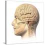 Anatomy of Human Head with Skull and Brain Superimposed-null-Stretched Canvas