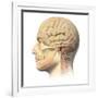 Anatomy of Human Head with Skull and Brain Superimposed-null-Framed Art Print