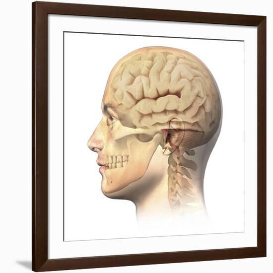 Anatomy of Human Head with Skull and Brain Superimposed-null-Framed Art Print