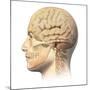 Anatomy of Human Head with Skull and Brain Superimposed-null-Mounted Art Print