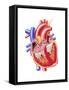 Anatomy of Human Heart, Cross Section-null-Framed Stretched Canvas