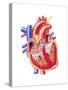 Anatomy of Human Heart, Cross Section-null-Stretched Canvas