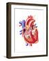 Anatomy of Human Heart, Cross Section-null-Framed Art Print