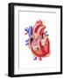 Anatomy of Human Heart, Cross Section-null-Framed Art Print