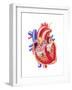 Anatomy of Human Heart, Cross Section-null-Framed Art Print