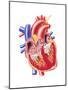 Anatomy of Human Heart, Cross Section-null-Mounted Art Print
