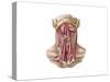 Anatomy of Human Hyoid Bone and Muscles, Anterior View-null-Stretched Canvas