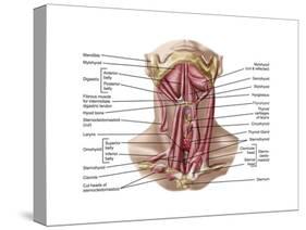 Anatomy of Human Hyoid Bone and Muscles, Anterior View-null-Stretched Canvas