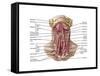 Anatomy of Human Hyoid Bone and Muscles, Anterior View-null-Framed Stretched Canvas