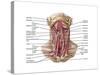 Anatomy of Human Hyoid Bone and Muscles, Anterior View-null-Stretched Canvas