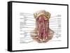 Anatomy of Human Hyoid Bone and Muscles, Anterior View-null-Framed Stretched Canvas