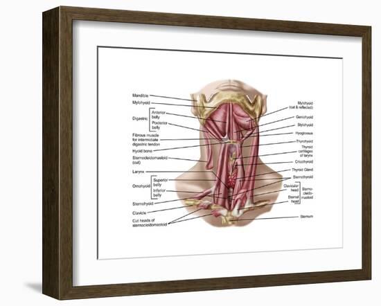 Anatomy of Human Hyoid Bone and Muscles, Anterior View-null-Framed Art Print