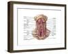 Anatomy of Human Hyoid Bone and Muscles, Anterior View-null-Framed Art Print