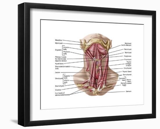 Anatomy of Human Hyoid Bone and Muscles, Anterior View-null-Framed Art Print