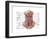 Anatomy of Human Hyoid Bone and Muscles, Anterior View-null-Framed Art Print