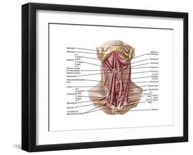 Anatomy of Human Hyoid Bone and Muscles, Anterior View-null-Framed Art Print