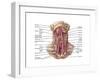 Anatomy of Human Hyoid Bone and Muscles, Anterior View-null-Framed Art Print