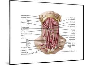 Anatomy of Human Hyoid Bone and Muscles, Anterior View-null-Mounted Art Print