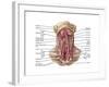 Anatomy of Human Hyoid Bone and Muscles, Anterior View-null-Framed Art Print