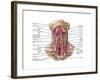 Anatomy of Human Hyoid Bone and Muscles, Anterior View-null-Framed Art Print