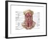 Anatomy of Human Hyoid Bone and Muscles, Anterior View-null-Framed Art Print