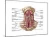 Anatomy of Human Hyoid Bone and Muscles, Anterior View-null-Mounted Art Print