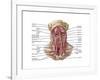 Anatomy of Human Hyoid Bone and Muscles, Anterior View-null-Framed Art Print