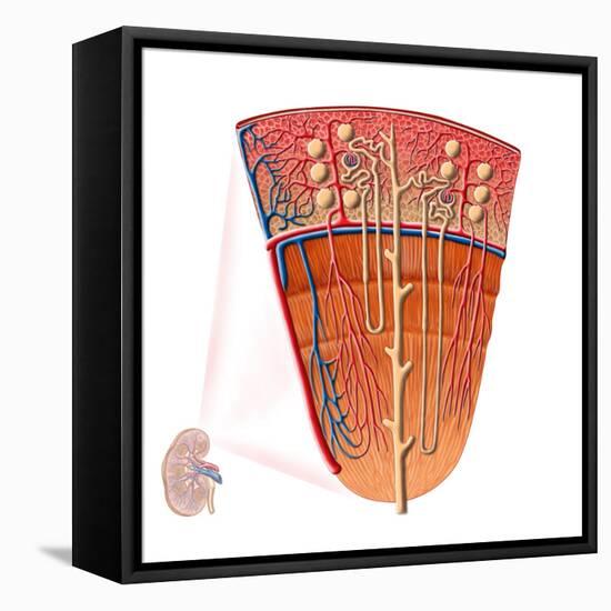 Anatomy of Human Kidney Function-Stocktrek Images-Framed Stretched Canvas