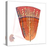 Anatomy of Human Kidney Function-Stocktrek Images-Stretched Canvas