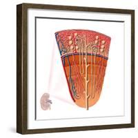 Anatomy of Human Kidney Function-Stocktrek Images-Framed Photographic Print