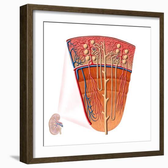 Anatomy of Human Kidney Function-Stocktrek Images-Framed Photographic Print