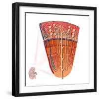 Anatomy of Human Kidney Function-Stocktrek Images-Framed Photographic Print