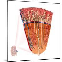 Anatomy of Human Kidney Function-Stocktrek Images-Mounted Photographic Print