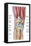 Anatomy of Human Knee Joint-null-Framed Stretched Canvas