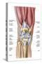 Anatomy of Human Knee Joint-null-Stretched Canvas
