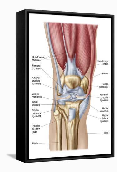 Anatomy of Human Knee Joint-null-Framed Stretched Canvas