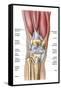 Anatomy of Human Knee Joint-null-Framed Stretched Canvas