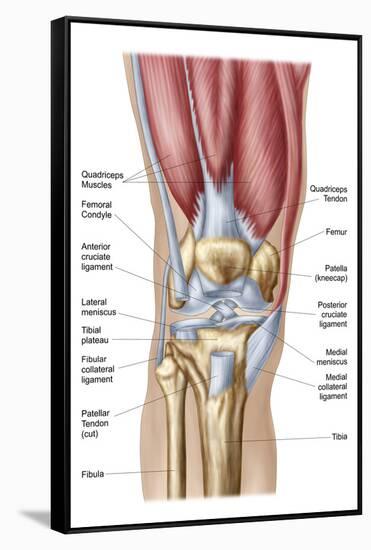 Anatomy of Human Knee Joint-null-Framed Stretched Canvas