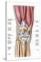 Anatomy of Human Knee Joint-null-Stretched Canvas