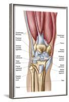 Anatomy of Human Knee Joint-null-Framed Art Print