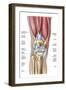 Anatomy of Human Knee Joint-null-Framed Art Print