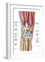 Anatomy of Human Knee Joint-null-Framed Art Print