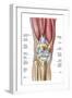 Anatomy of Human Knee Joint-null-Framed Art Print