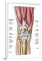 Anatomy of Human Knee Joint-null-Framed Art Print