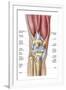 Anatomy of Human Knee Joint-null-Framed Art Print